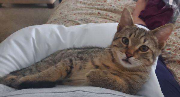 New Beginnings Animal Rescue