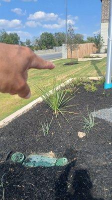 Best Sprinklers Repairs & Tree Trimming Services