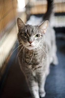 Empty Cages Collective