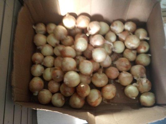 Dafricana Africana store