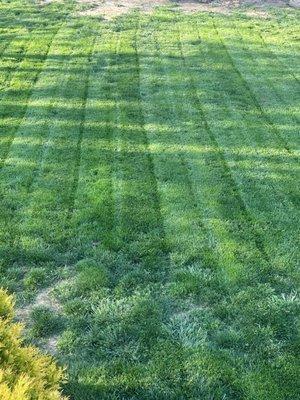 4 Paws Lawn and Landscaping