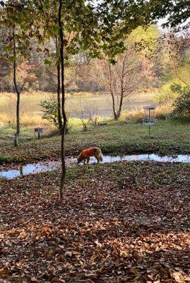 Flying Disc Clubhouse