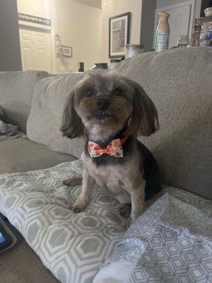 Town & Country Pet Grooming