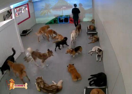 Play area and Millie's new besties