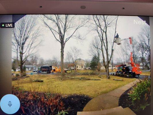 Redwood Tree & Landworx