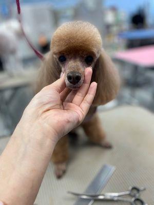 4 Dogs Grooming Academy