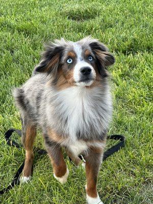 Cedar Ridge Animal Hospital