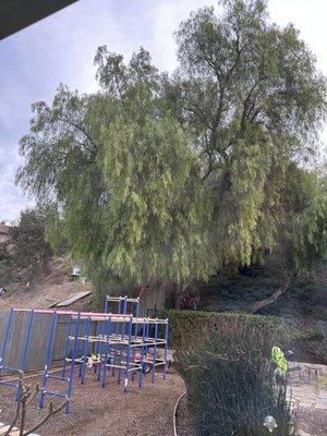 American Family Tree Care