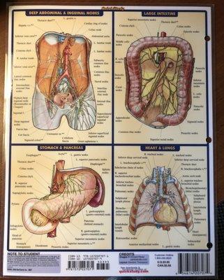 lymphatic system chart