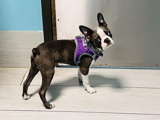 Salazar Veterinary Hospital