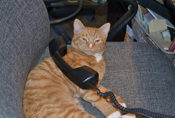 Country Companions LLC