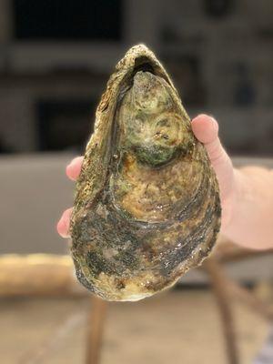 Giant oyster