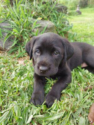 Labrador puppys!! Located in Hilo. Delivery available.