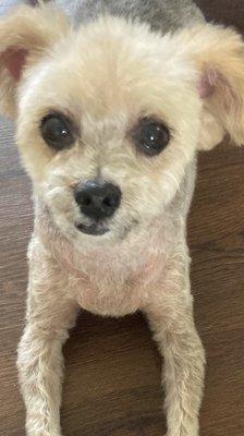 Wash Your Paws Pet Grooming