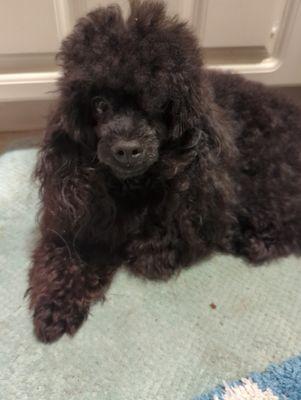 Shelley Parker Pet Resort