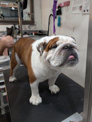 Allendale Pet Groomery