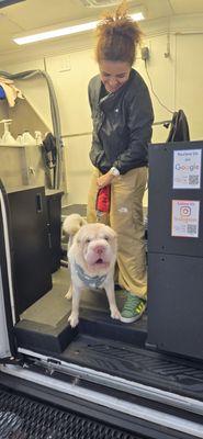 Zoomin Groomin - Brooklyn