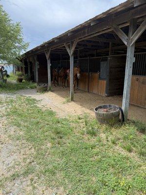 Why Not An American Ark