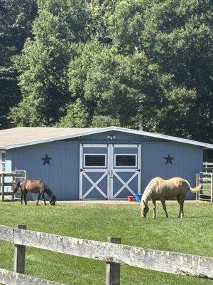 Grazing on a beautiful day