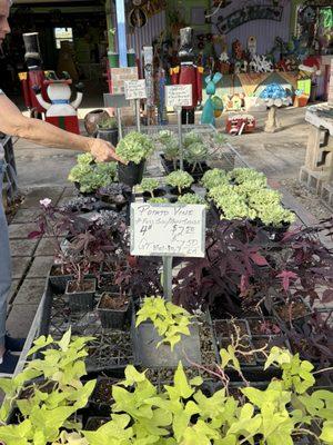 A&A Plants and Produce