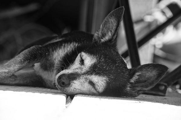 Linda Pellerano Weilert - Open Mortgage