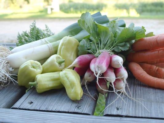 Harvest Thyme Farm & Vineyards, LLC