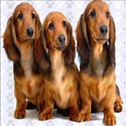 Kolbrooks Veterinary Clinic