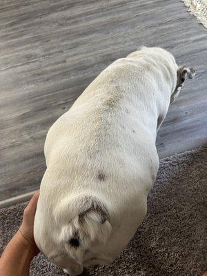 Noah's Animal Hospital & 24 HR Emergency Center