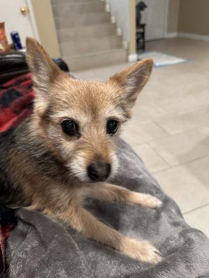 Alicia's Pet & Home Care