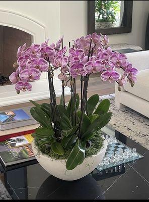 Plant Colony - Interior Plant Service