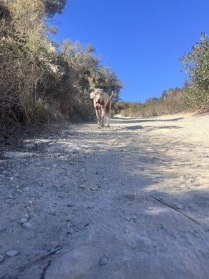 Cowles Mountain via Barker Way