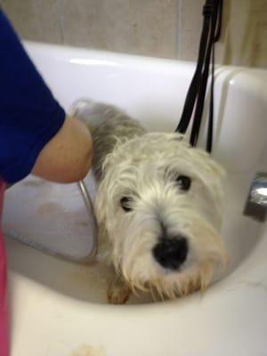 Bath time for Rocky, Faith D's pup.
