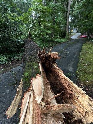 A1 Tree & Landscaping