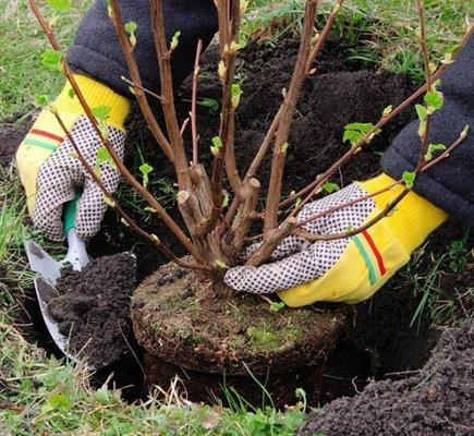 Prather Landscaping & Tree Service