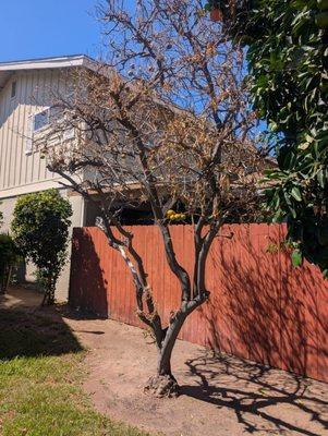 Castle Breckenridge Management