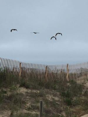 Love watching the wild life