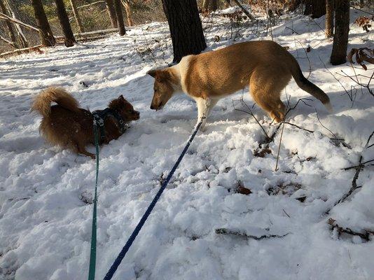 Pack of Moose Pet Services