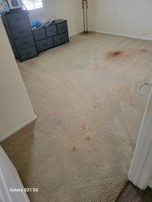 Johnson Carpet Cleaning Solutions