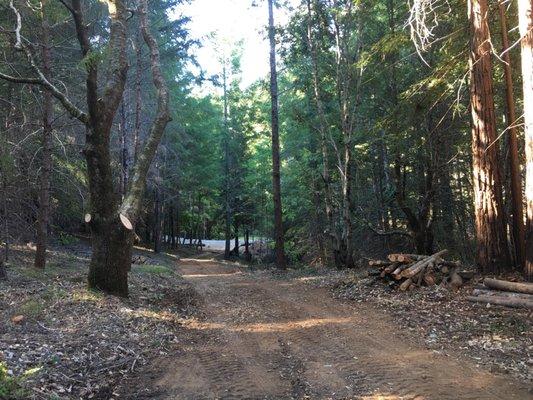 All in 1 Tree & Timber