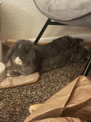 Avian & Exotic Animal Clinic