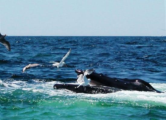 Paul Stevens Realtors