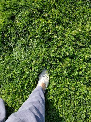 Flower Valley Landscaping