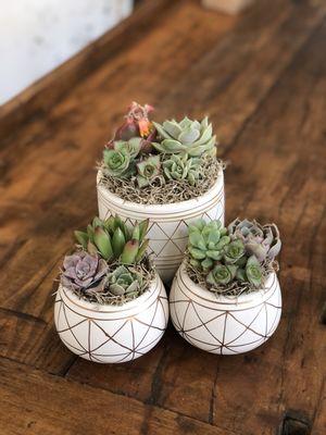 Three little matching pots a customer made at our potting bench.