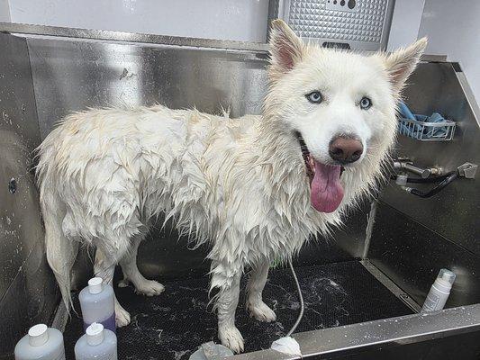 Animal Naturals Wellness