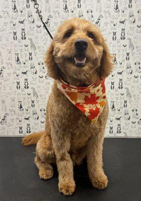 A Pet's Life, South Shore