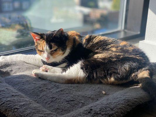 Denver Pet Sitting Company