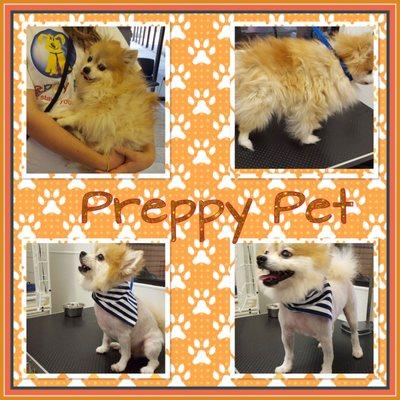 Preppy Pet