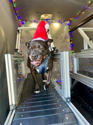 FITPUP Mobile Dog Gym