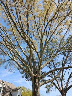 Precision Tree Service