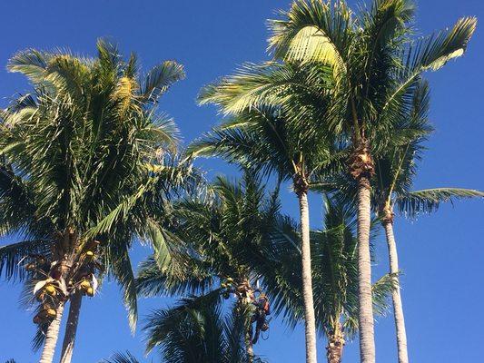 The Butterfly Gardeners